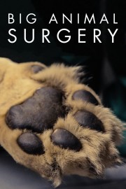 watch Big Animal Surgery movies free online